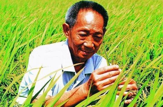 雜交水稻和轉基因水稻的區別是什么?雜交水稻什么時候問世?