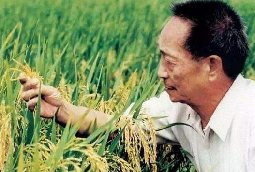 雜交水稻和轉基因水稻的區別是什么?雜交水稻什么時候問世?