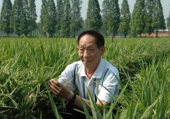 雜交水稻的栽培技術?雜交水稻什么時候問世的?