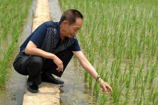 雜交水稻的栽培技術?雜交水稻什么時候問世的?