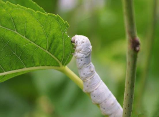 蠶寶寶蚊香中毒怎么急救?蠶蜷縮一團不動不吃怎么辦?