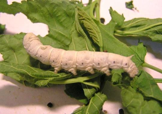 蠶脫皮是不是不吃東西?蠶寶寶脫皮脫不下來(lái)怎么辦?