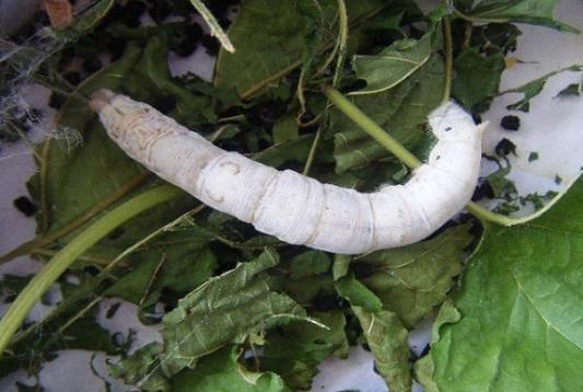 蠶脫皮是不是不吃東西?蠶寶寶脫皮脫不下來(lái)怎么辦?