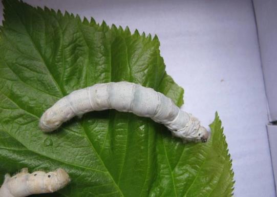 蠶寶寶一生要經(jīng)過(guò)幾次蛻皮?蠶蛻皮時(shí)卡在尾巴需要幫忙嗎?