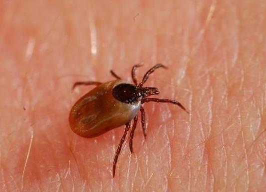 被蜱蟲咬了死亡率高嗎?被蜱蟲咬了一定會(huì)得病么?