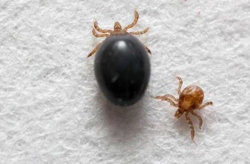 被蜱蟲咬了死亡率高嗎?被蜱蟲咬了一定會(huì)得病么?