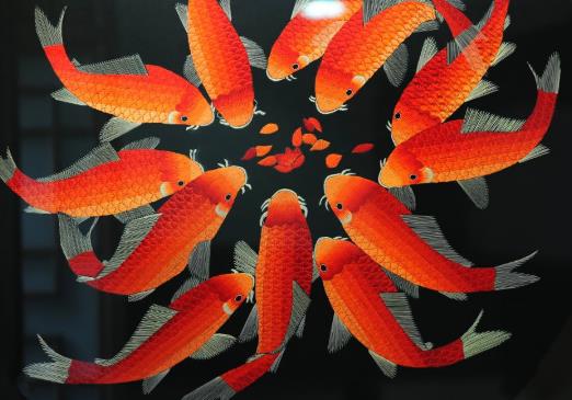 養錦鯉要注意什么?錦鯉可以用魚缸養嗎?