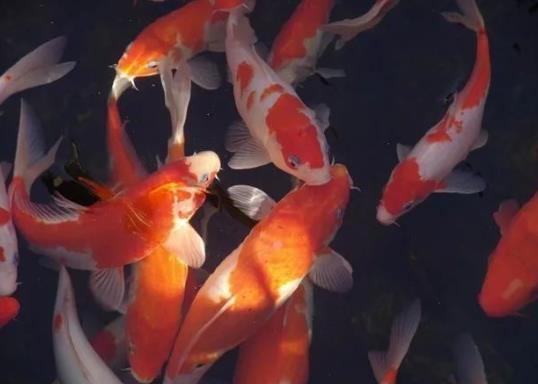 養錦鯉要注意什么?錦鯉可以用魚缸養嗎?