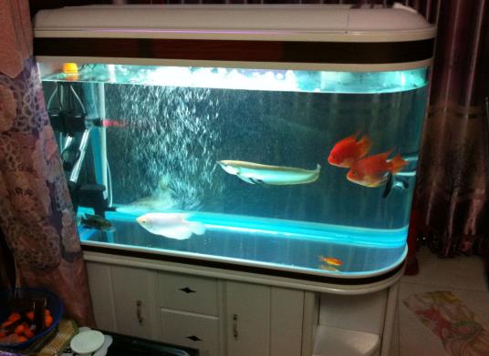 魚缸剛換的水發白是怎么回事?魚缸水變白了怎么辦?