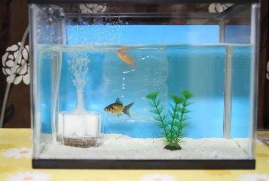 魚缸剛換的水發白是怎么回事?魚缸水變白了怎么辦?