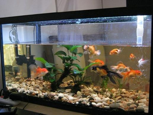 魚缸水發白對魚有影響嗎?養魚水發白了怎么回事?