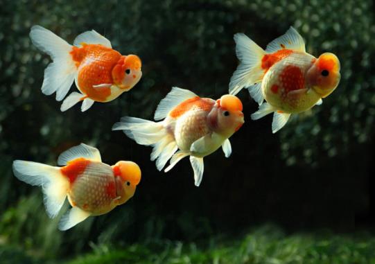 金魚餓半個月會死嗎?喂金魚的喂養量多少合適?