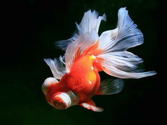 金魚餓半個月會死嗎?喂金魚的喂養量多少合適?