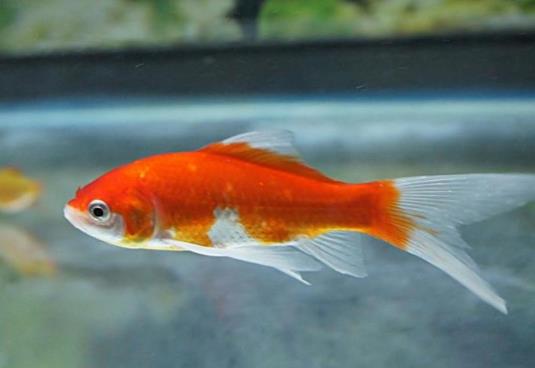 金魚餓半個月會死嗎?喂金魚的喂養量多少合適?