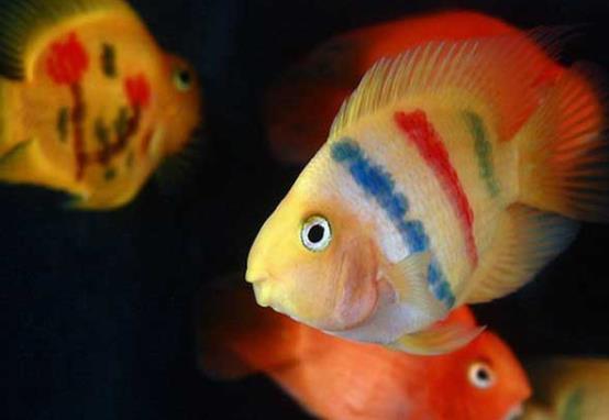 鸚鵡魚打架會不會打死?養多少鸚鵡魚才不會打架?
