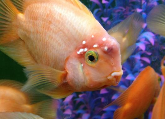 鸚鵡魚打架會不會打死?養多少鸚鵡魚才不會打架?