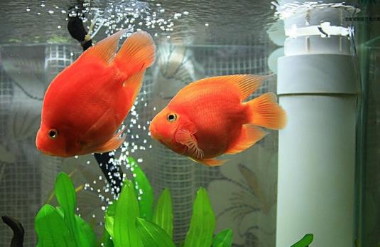 鸚鵡魚打架會不會打死?養多少鸚鵡魚才不會打架?
