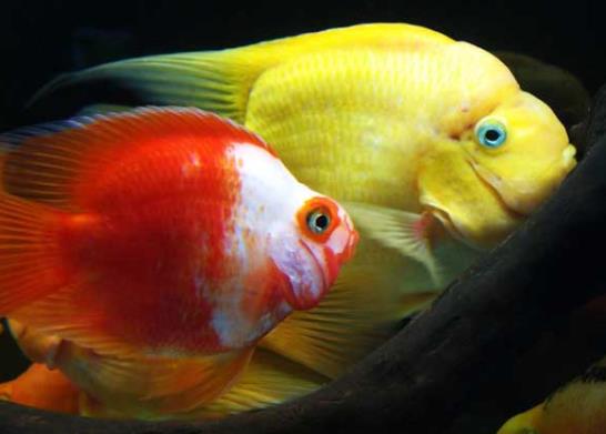 鸚鵡魚為什么越養越白?鸚鵡魚咬鸚鵡魚怎么辦?