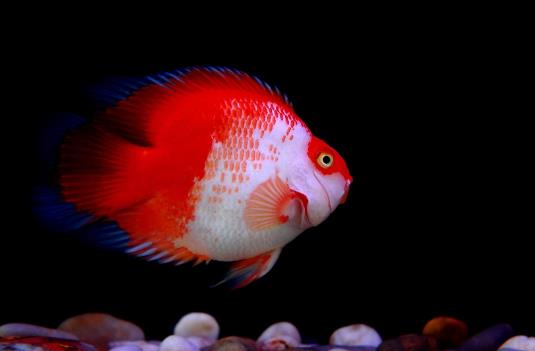 鸚鵡魚為什么越養越白?鸚鵡魚咬鸚鵡魚怎么辦?
