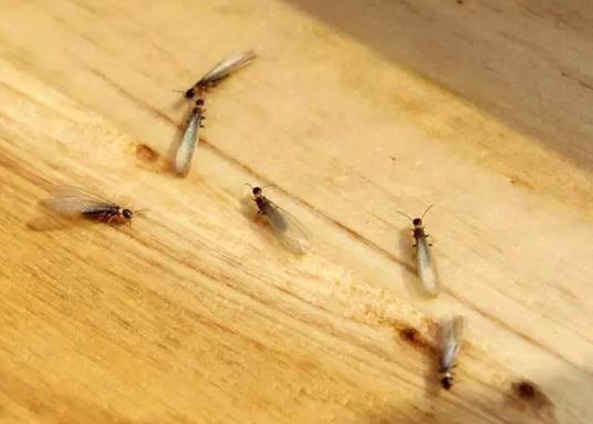 怎么判斷家里是否有白蟻?白蟻今年殺了明年還會有嗎