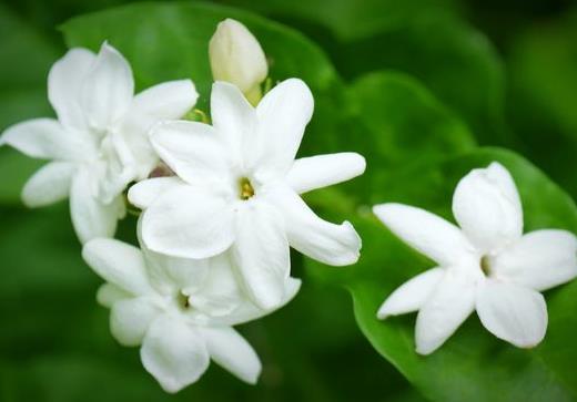 冬天茉莉為什么不開花?茉莉花繁殖的方法是什么?