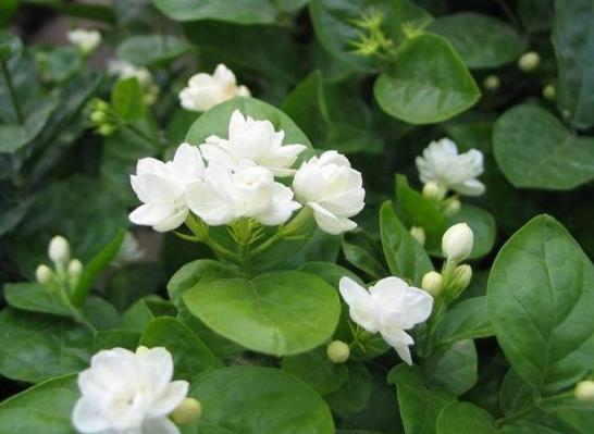 冬天茉莉為什么不開花?茉莉花繁殖的方法是什么?