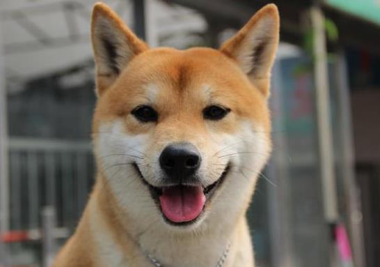 狗打完疫苗后一般要拉稀幾天?狗狗打疫苗的注意事項