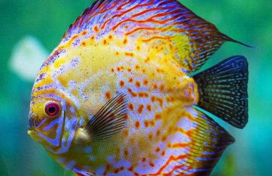 魚肚子腹水怎么治療?為什么魚的肚子鼓鼓的?
