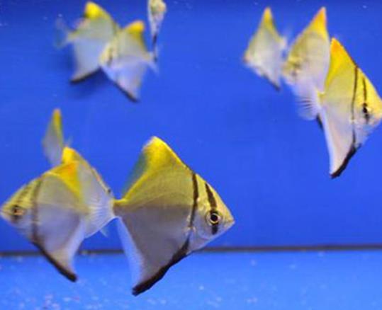 魚腹水能治好嗎?為什么魚有腹水?