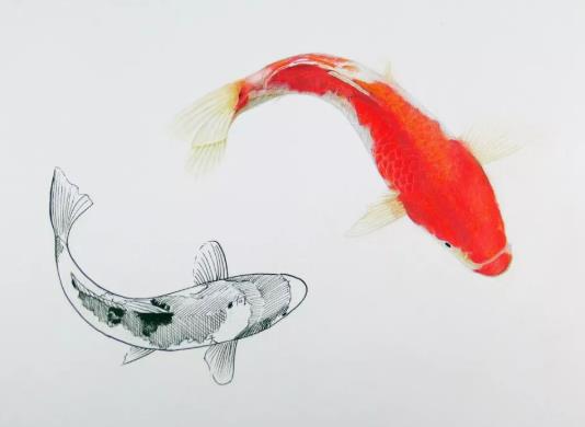 錦鯉缸怎么清除藻類?新建錦鯉池多久才可以下魚?
