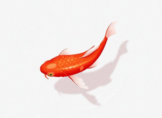 錦鯉缸怎么清除藻類?新建錦鯉池多久才可以下魚?