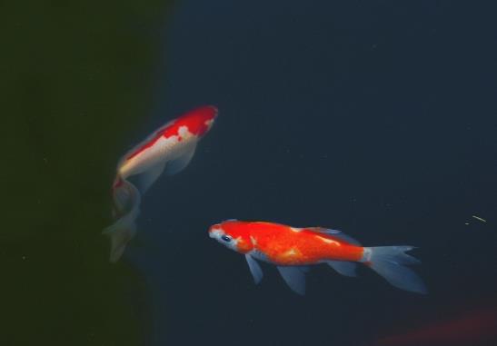 錦鯉可以吃南瓜嗎?錦鯉在有綠藻的水里容易死嗎?