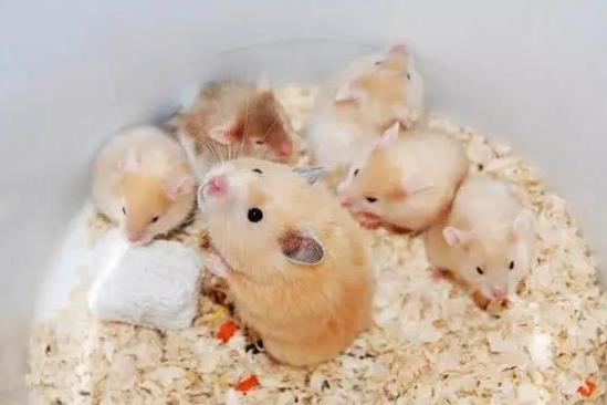 倉鼠拉肚子要斷水斷糧嗎?倉鼠濕尾是什么原因造成的?