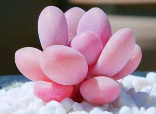 桃蛋軟了是不是缺水了?單頭的桃蛋能養成多頭嗎