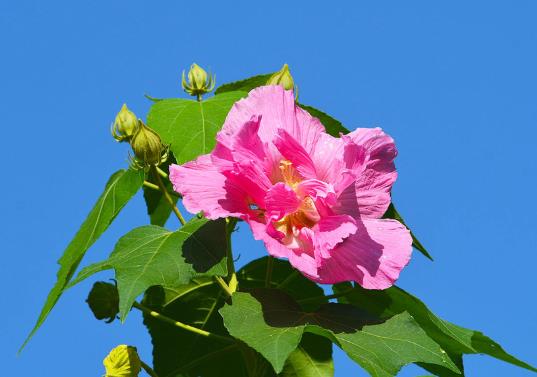 怎么養(yǎng)芙蓉花的花才開(kāi)得旺盛?芙蓉花怎樣栽培和繁殖