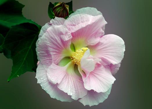 芙蓉花花蔫了怎么補救?哪種土質適合芙蓉花的生長