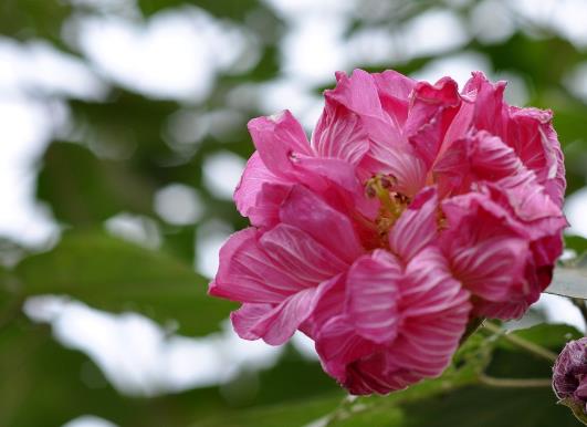 芙蓉花花期的時候能施肥嗎?芙蓉花花苞打蔫是怎么回事