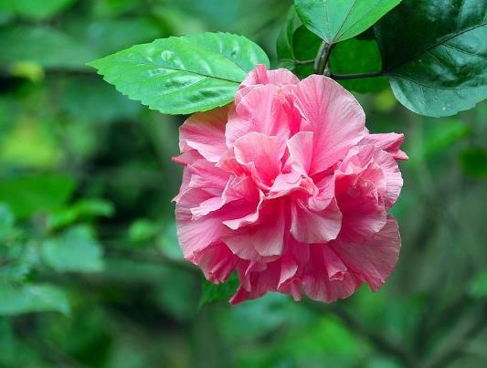 怎么養(yǎng)芙蓉花的花才開(kāi)得旺盛?芙蓉花怎樣栽培和繁殖
