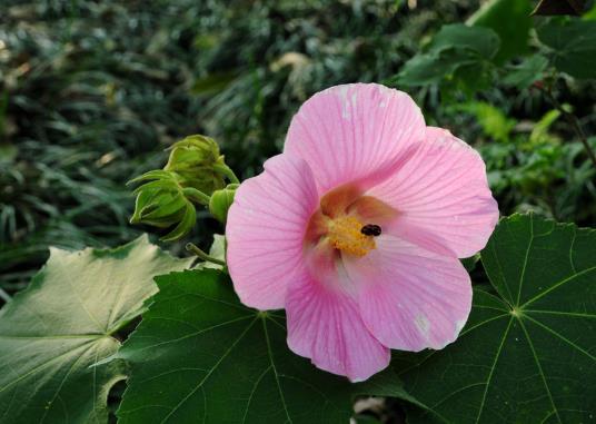 芙蓉花花蔫了怎么補救?哪種土質適合芙蓉花的生長