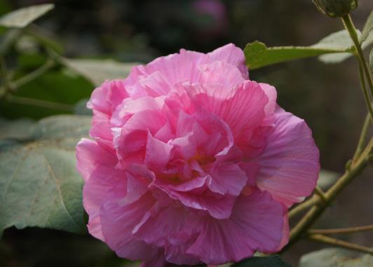 芙蓉花花期的時候能施肥嗎?芙蓉花花苞打蔫是怎么回事