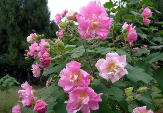 怎么養(yǎng)芙蓉花的花才開(kāi)得旺盛?芙蓉花怎樣栽培和繁殖