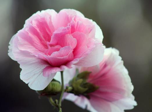 芙蓉花花期的時候能施肥嗎?芙蓉花花苞打蔫是怎么回事