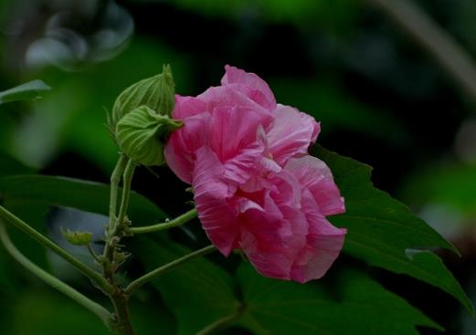 芙蓉花花期的時候用什么肥好?芙蓉花怎么養才開得旺盛
