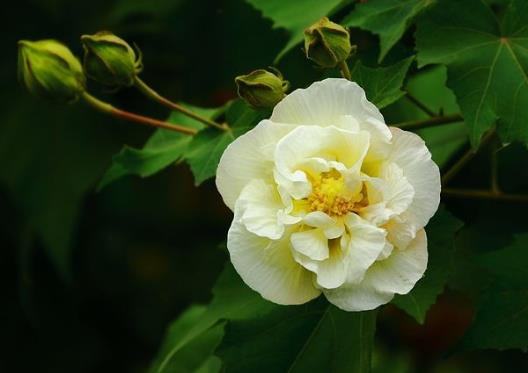 自己養(yǎng)芙蓉花要注意什么?芙蓉花施什么肥長(zhǎng)得更加旺盛