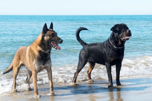 拜寵清還是犬心保?狗狗體內驅蟲多久一次?