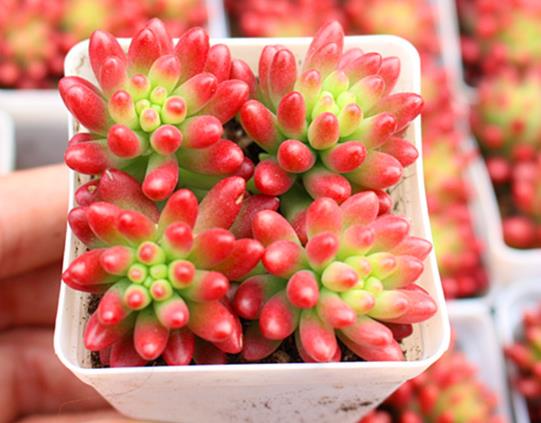 虹之玉掉葉子有哪些補救措施?虹之玉錦怎樣養才旺盛