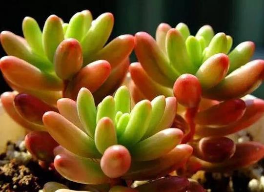 養虹之玉錦需要注意哪些方面?怎么預防虹之玉徒長