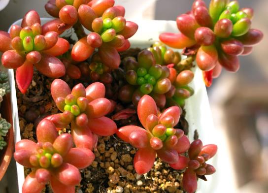 養虹之玉錦需要注意哪些方面?怎么預防虹之玉徒長