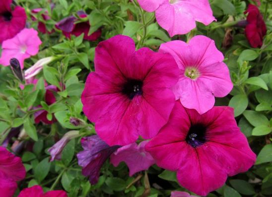 怎么讓矮牽;ㄔ诙扉_花?矮牽牛花什么時(shí)候修剪合適