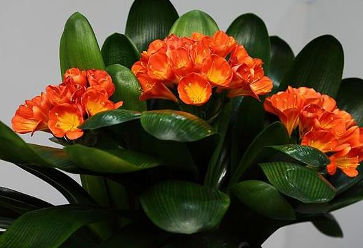 群子蘭截頭后發(fā)芽時(shí)間與什么有關(guān)?為什么要對(duì)君子蘭截頭